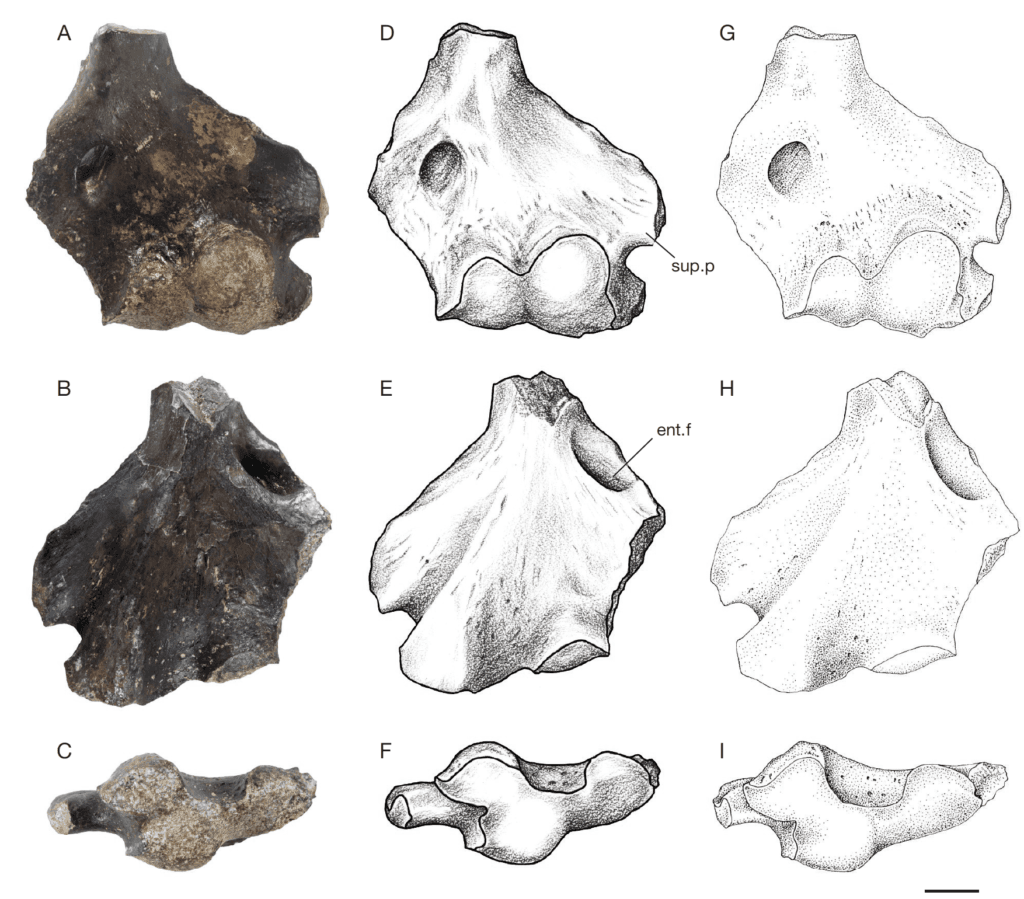 CT scan visualization of early Permian fossil specimen